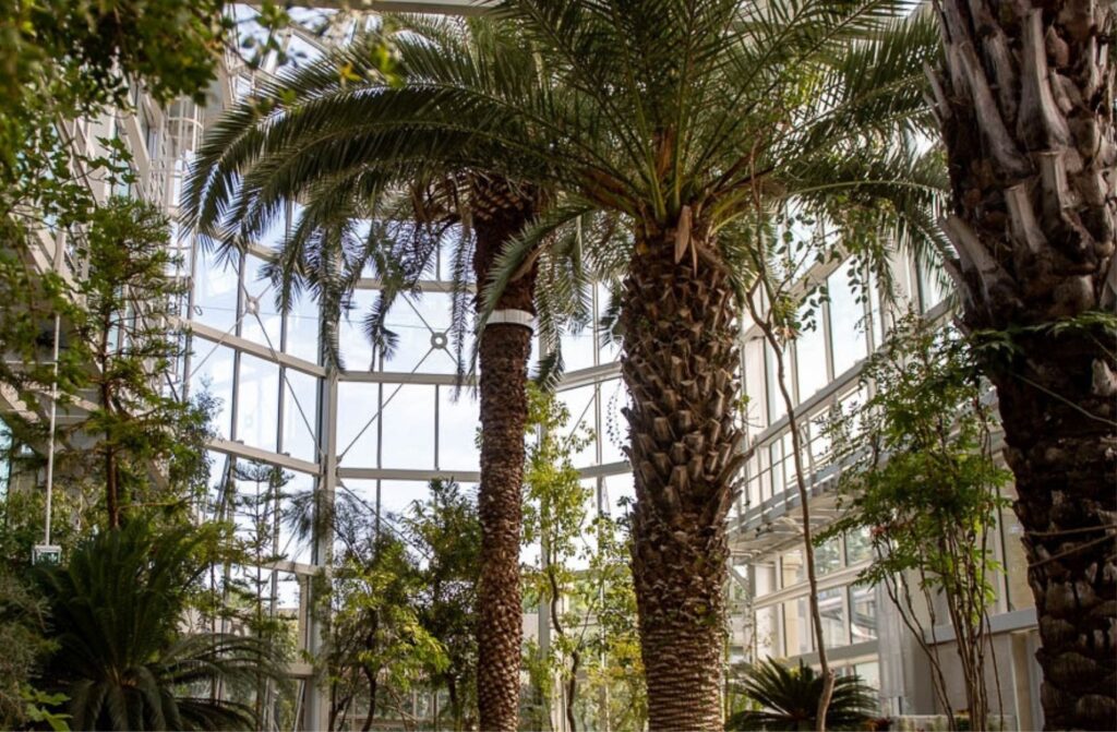 Jagiellonian University Botanical Garden in Krakow with lush plants and walking paths