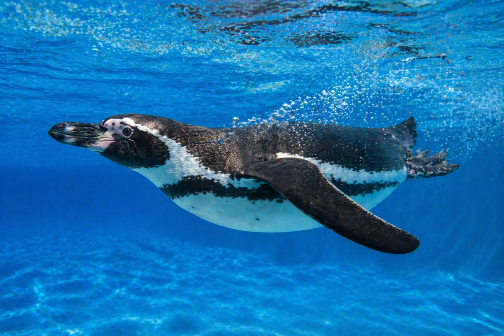 penguin swimming in clear blue water at Krakow Zoo aquarium exhibit.