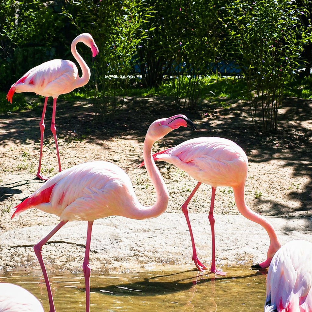 Flamingos at Krakow Zoo standing in shallow water surrounded by greenery